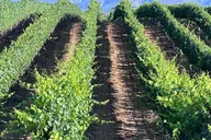Temecula Wine Tour from Murrieta thumbnail 5