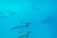 Kailua-Kona Snorkel Tour on a Power Catamaran thumbnail 2