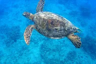 Waikiki Snorkel Tour at Turtle Canyon 2 hr thumbnail 2
