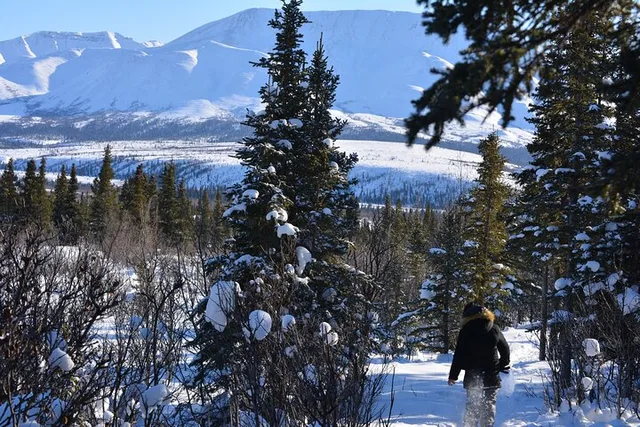 Fairbanks Denali Winter Drive 10 hr - Image 6
