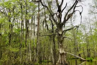 New Orleans Swamp and Bayou Boat Tour thumbnail 3
