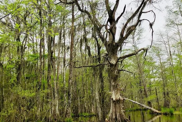 New Orleans Swamp and Bayou Boat Tour - Image 3