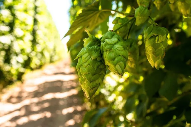 Yakima Valley Hop Farm & Beer Tour - Image 2