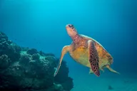Kauai Dive Boat Adventure for Certified Divers thumbnail 4