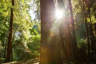 San Francisco Muir Woods and Sausalito Tour thumbnail 3