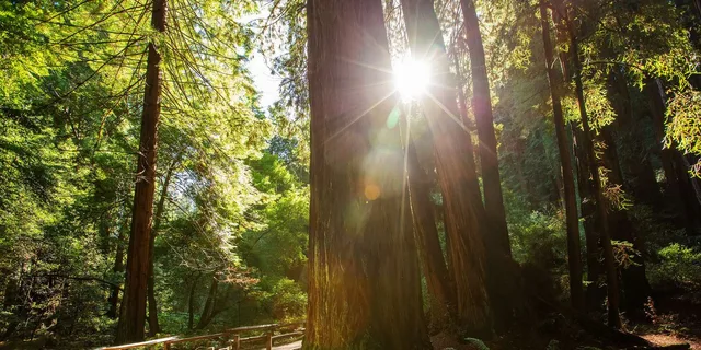 San Francisco Muir Woods and Sausalito Tour - Image 3