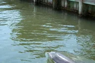 Cocoa Beach Dolphin and Wildlife Tour thumbnail 2