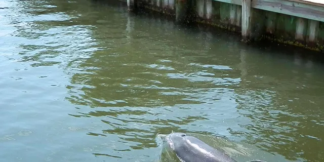Cocoa Beach Dolphin and Wildlife Tour - Image 2