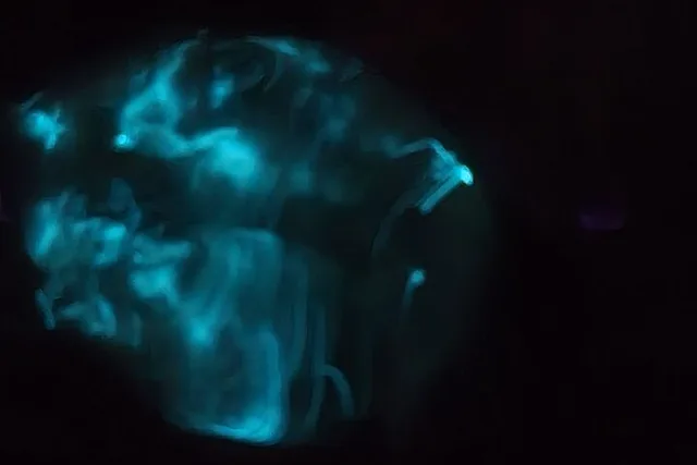 Titusville Bioluminescence Clear Kayak Tour - Image 6