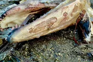 Ketchikan Rainforest Walk and Totem Park Tour thumbnail 3