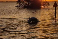 Cocoa Beach Sunset Cruise thumbnail 5