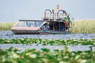 Miami Everglades Airboat Ride and Gator Encounter thumbnail 4