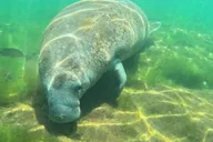 Crystal River Manatee Snorkel Tour 4 hr thumbnail 5