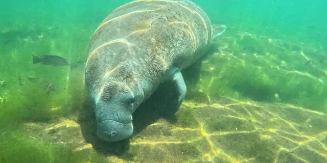 Crystal River Manatee Snorkel Tour 4 hr - Image 5