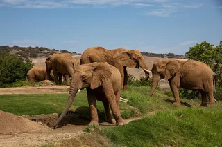 San Diego Zoo Safari Park 1-Day Pass