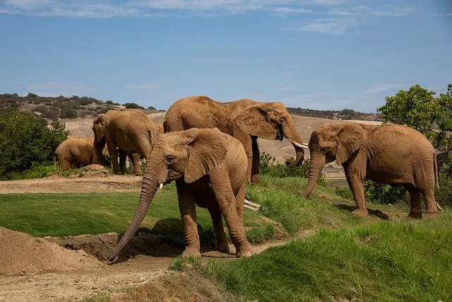 San Diego Zoo Safari Park 1-Day Pass - Image 1