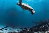 Maui Kaanapali Beach Snorkel Tour with BBQ Lunch thumbnail 2