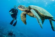 Lahaina Two Tank Lanai Diving Adventure thumbnail 4