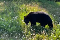 Skagway Emerald Lake Tour with Huskies thumbnail 2