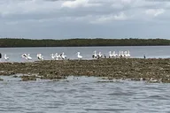 Homosassa Eco Airboat Tour 90 Min thumbnail 4