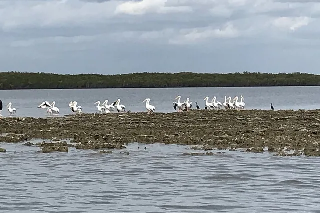 Homosassa Eco Airboat Tour 90 Min - Image 4