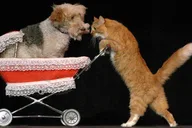 Las Vegas Comedy Pet Theater thumbnail 6