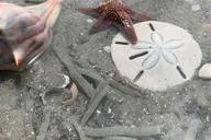 Charleston Shark-Tooth Hunt and Lighthouse Tour thumbnail 2