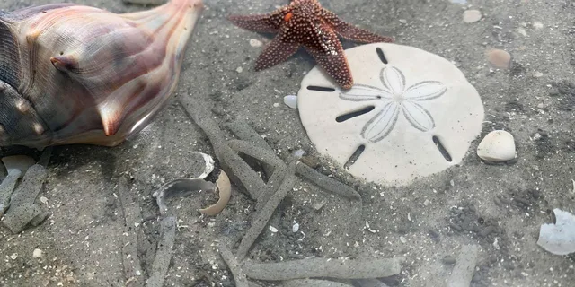 Charleston Shark-Tooth Hunt and Lighthouse Tour - Image 2