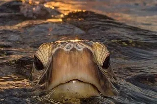 North Shore Waterfalls and Turtles Tour
