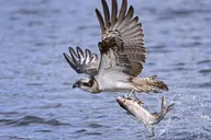 South Padre Island Historical Wildlife and Dolphin Cruise thumbnail 4
