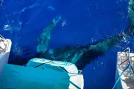 Maui Whale Watching Cruise on Sailboat thumbnail 4