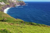 Maui Horseback Adventure at Circle M Ranch thumbnail 3