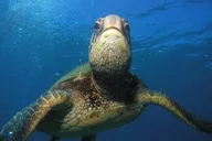 Maui Introductory Scuba Dive thumbnail 6