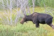 Grand Teton National Park Private Tour with Picnic Lunch thumbnail 3