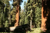 San Jose Yosemite National Park Day Tour thumbnail 4