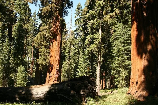 San Jose Yosemite National Park Day Tour - Image 4