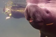 Crystal River Manatee Snorkel Tour thumbnail 5