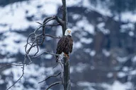 Yellowstone Wildlife Photography Tour thumbnail 3