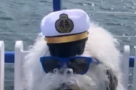 Boston Doggy Costume Party Cruise 2 hr thumbnail 2