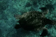 Maui Night Snorkel at Turtle Town thumbnail 6