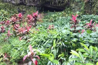 Kauai River Cruise and Lighthouse Tour thumbnail 3