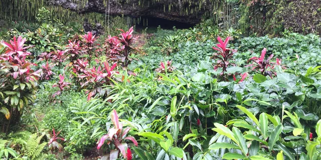 Kauai River Cruise and Lighthouse Tour - Image 3