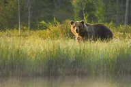 Grand Teton Wildlife Safari at Sunrise thumbnail 5
