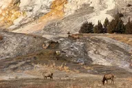 Yellowstone National Park Private Guided Tour thumbnail 5