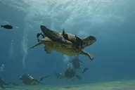 Oahu SCUBA Dive at Electric Beach thumbnail 5