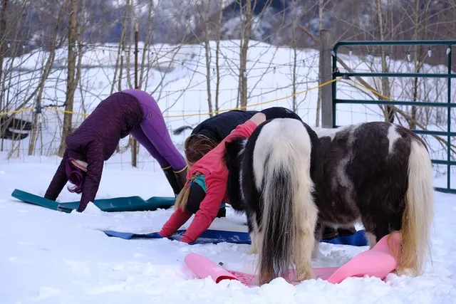 Yoga with Horses 90 min - Image 3