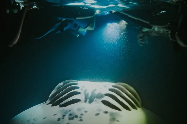 Kailua-Kona Manta Ray Snorkeling Night Tour - Image 1