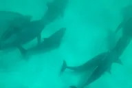 Panama City Eco Dolphin Tour thumbnail 2
