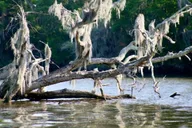 New Orleans Swamp Tour on Pontoon Boat thumbnail 6
