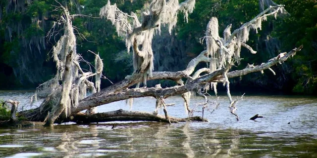 New Orleans Swamp Tour on Pontoon Boat - Image 6